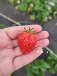 Anais.thumb.jpg.19495f97c2d7ebff74b730d3b91ab15b.jpg