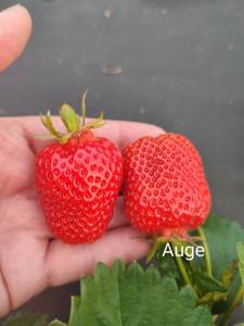 Auge.thumb.jpg.414d4e82ff78e97c095d4a017cd800cf.jpg