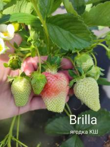 Brilla.jpg