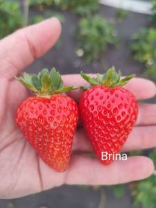 Brina.thumb.jpg.375bb9a1d350dc6c50fa825848b6e2f9.jpg
