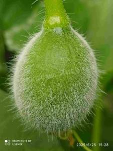C_IMG_20250626_092208.thumb.jpg.e5254e4aa188f65c1c6d7f416f056c5a.jpg