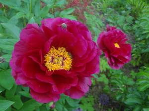 DSC02220.JPG