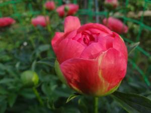 DSC02305.JPG