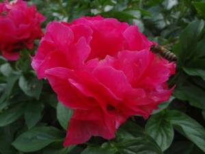 DSC02337.JPG