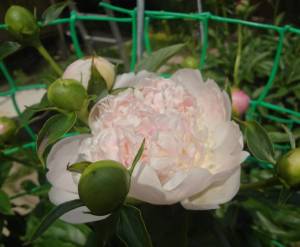 DSC02386.JPG