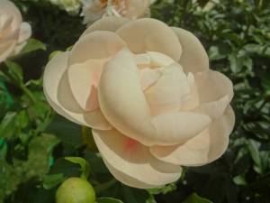 DSC02457.JPG