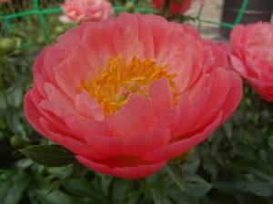 DSC02507.JPG