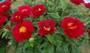 DSC02518.JPG