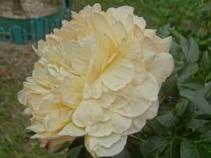 DSC02526.JPG