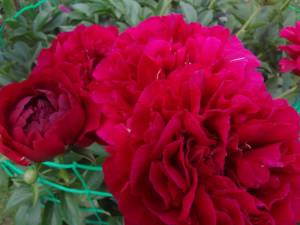 DSC02804.JPG