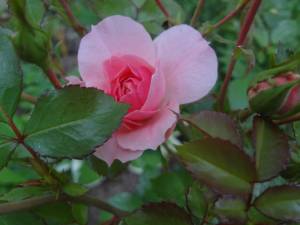 DSC02893.JPG