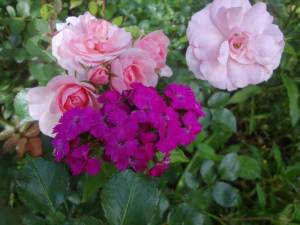 DSC02980.JPG