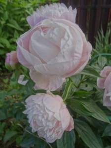 DSC03000.JPG