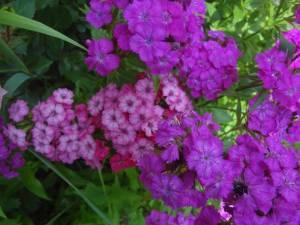 DSC03041.JPG