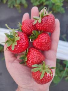 Florice.thumb.jpg.d64e952478809f083720a1ae393cee2b.jpg