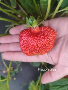 Fragolaurea.jpg