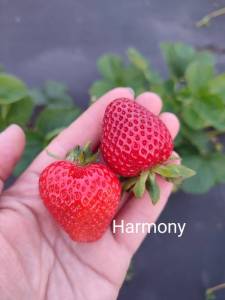 Harmony.thumb.jpg.6fa33a0bf378634c8f477ae9db1b8988.jpg
