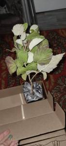 IMG-20241014-WA0004.jpg.8f37f5ef02384e655aa2abd8293d140c.jpg