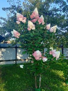 IMG-20241219-WA0008.jpg