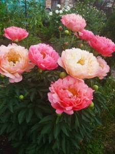 IMG-20250607-WA0010.thumb.jpg.693cbafb948a592c2a537933f6a7e2f7.jpg