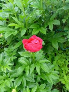 IMG-20250608-WA0015.jpg