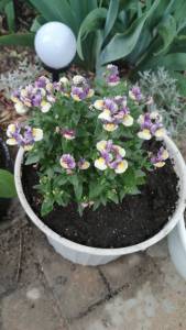 IMG-20250612-WA0057.jpeg