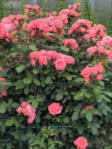 IMG-20250612-WA0059.thumb.jpg.d0875c48be39cf32da0377fc2b45fdb8.jpg