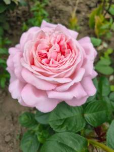 IMG-20250612-WA0065.thumb.jpg.f6c2bad3b11e536b375acc2b1840a3a5.jpg
