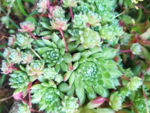 IMG-20250613-WA0005.thumb.jpg.899aa4b3bbc3adbee21cd60da679651c.jpg