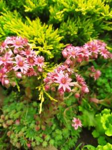 IMG-20250613-WA0011.thumb.jpg.cab2469c7596dff0c3d36303696bc2d5.jpg