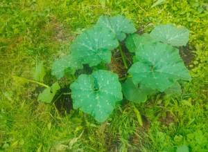 IMG-20250613-WA0011.jpg