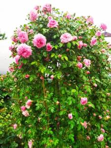 IMG-20250613-WA0012.thumb.jpg.6c6a52fda6419690ea3d2f15b072964b.jpg