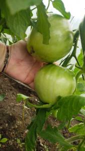 IMG-20250614-WA0051.thumb.jpg.3594c0bd1eae2e25a380906b37c5a558.jpg