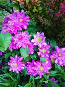 IMG-20250615-WA0006.thumb.jpg.86f7df63129bb9d29a3b06ec1ef806e5.jpg