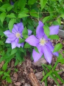 IMG-20250615-WA0007.thumb.jpg.e6925019d50bf6605ae3c0af15755647.jpg