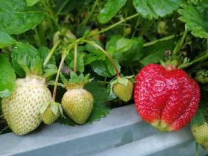 IMG-20250616-WA0007.jpg