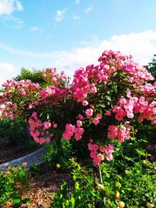 IMG-20250621-WA0004.thumb.jpg.331ca8a7b95710a6b935ae4deabfcbd6.jpg