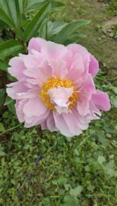IMG-20250621-WA0014.jpeg