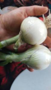 IMG-20250625-WA0106.thumb.jpeg.f961c47365e5bf9ab23453c0bf825596.jpeg
