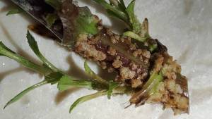 IMG-20250626-WA0021.jpeg