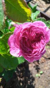 IMG-20250627-WA0013.jpeg