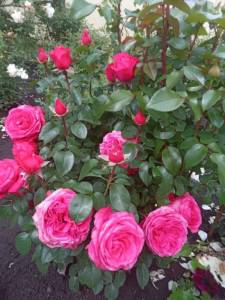 IMG-20250628-WA0001.thumb.jpg.3154c77804b5a323325ecb879ebce26c.jpg