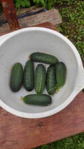 IMG-20250628-WA0013.jpeg