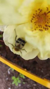 IMG-20250628-WA0033.jpeg