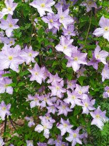 IMG-20250629-WA0002.thumb.jpg.f5bf08f2cffab71ee69d49f71abcf2be.jpg