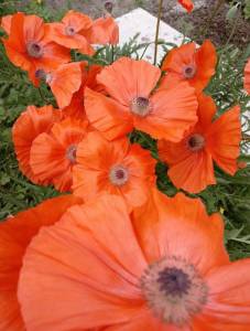 IMG20250531141552_BURST005.jpg
