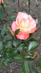 IMG20250610102017.thumb.jpg.6bbb88a6238c7f8f52268e2b44968ac6.jpg