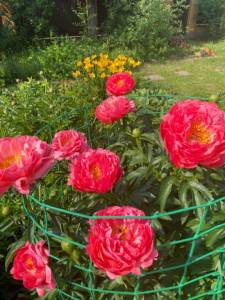 IMG_0262.jpeg