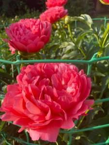 IMG_0269.jpeg