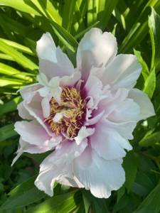 IMG_0284.jpeg